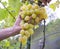 Farmers hands with garden secateurs and freshly white grapes at harvest. Chianti Region, Tuscany, Italy