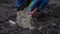 Farmers hands in gloves are planting seedlings of cabbage. Close up. Organic farming, spring gardening.