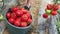 Farmers hands harvesting ripe organic tomato from the vine.