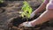 A Farmers Hands Hoeing The Soil Around The Tomato Seedling