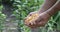 Farmers Hands Holding of corn kernels  on field background. Harvested Grain Corn