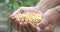 Farmers Hands Holding of corn kernels  on field background. Harvested Grain Corn