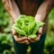 Farmers hands holding fresh organic lettuce from small farm. Agriculture business concept