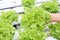 Farmers hands holding fresh vegetables see root in hydroponic garden during morning time food.Growing plants vegetables salad farm