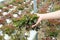 Farmers hands holding fresh vegetables see root in hydroponic garden during morning time food.Growing plants vegetables salad farm