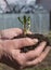 Farmers hands holding small young herbal sprout plant