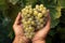 Farmers hands holding white grapes