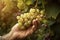 Farmers hands holding white grapes