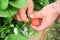 Farmers hands picking strawberries in the field