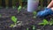 Farmers hands are planting seedlings of cabbage. A bucket on the background. Organic farming, spring gardening.