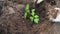 The Farmers Hands To Loosen The Soil Around And Planting Seedlings Of Tomatoes