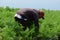 Farmers harvest carrots in the fertile fields