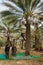 Farmers harvest dates at the plantation in El Goula, Tunisia.