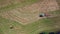 Farmers harvest dry hay by moving the harvested hay with a tractor turner. Top view.