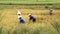 Farmers harvest rice in the field