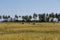 Farmers harvest rice at Koh-Sukorn Island rice field