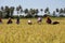 Farmers harvest rice at Koh-Sukorn Island rice field