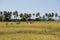 Farmers harvest rice at Koh-Sukorn Island rice field