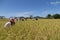 Farmers harvest rice at Koh-Sukorn Island rice field