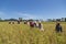 Farmers harvest rice at Koh-Sukorn Island rice field