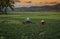 Farmers harvest the rice plantations