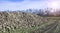 Farmers harvest sugar beet