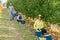 Farmers harvesting bruised apples