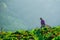 Farmers harvesting on cabbage field with mountain background, No