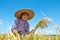 Farmers are harvesting crops in rice fields. Bright sky day.