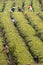 Farmers harvesting fresh tea leaves in a field