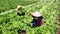 Farmers harvesting mustard greenn