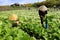 Farmers harvesting mustard greenn