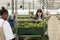 Farmers harvesting natural leafy greens