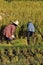 Farmers are harvesting Organic rice Thai jasmine rice in field the favorite meal of Thailand. The famous agriculture product