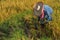 Farmers are harvesting Organic rice Thai jasmine rice in field the favorite meal of Thailand. The famous agriculture product