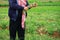 Farmers Harvesting organically green shallots.