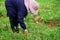 Farmers Harvesting organically green shallots.