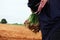 Farmers Harvesting organically green shallots.