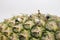 Farmers harvesting pineapple.  Asian workers in pineapple plantations