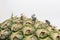 Farmers harvesting pineapple.  Asian workers in pineapple plantations