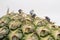 Farmers harvesting pineapple.  Asian workers in pineapple plantations