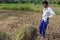 Farmers harvesting rice field. Threshing rice, Farmer manual rice harvest. An elderly Balinese man ties a sheaf