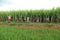 Farmers harvesting on sugarcane field