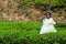 The farmers are harvesting tea, picking hand Tea estate in hill District tea industry Sri Lanka