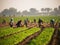 Farmers harvesting vegetables or fruits in a farmer\\\'s field in early autumn in sunny day. Generated AI