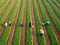 Farmers harvesting vegetables or fruits in a farmer\\\'s field in early autumn in sunny day. Generated AI