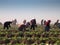 Farmers harvesting vegetables or fruits in a farmer\\\'s field in early autumn in sunny day. Generated AI