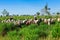 Farmers and herd of cattle in Brazil