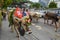 Farmers with a herd of cows on the annual transhumance at Engelberg on the Swiss alps