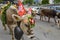 Farmers with a herd of cows on the annual transhumance at Engelberg on the Swiss alps